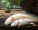 Axolotl mexický (Ambystoma mexicanum)
