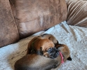 Přijímáme rezervace na štěňátka Rhodésky ridgeback s PP