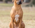 Přijímáme rezervace na štěňátka Rhodésky ridgeback s PP