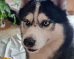 Fenku hasky
