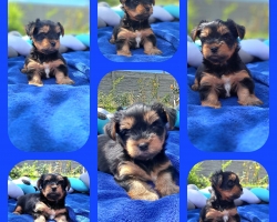 Jorkširský Terrier 