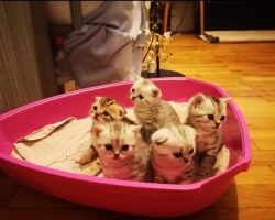 Skotská klopouchá a rovnouchá koťátka 