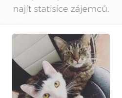 Daruji kočičky