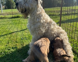 Irish Soft Coated Wheaten Terrier