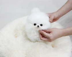 Prodám štěňata čistokrevného šálku pomeranian