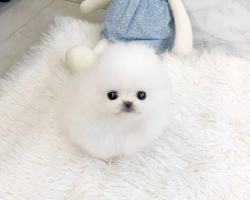 Prodám milující šálek štěňat pomeranian