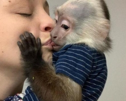 Prodám zdravé mláďata kapucínských opic -