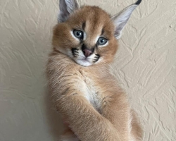 Výjimečný vrh koťat Serval a Savannah the caracal