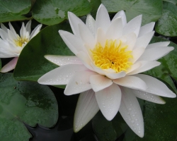 Leknín bílý (Nymphaea Alba)