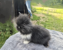 Teddy zakrslý králík 