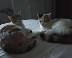 Nabízím 2 kočky do bytu