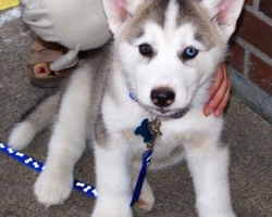Štěňátka sibiřský husky