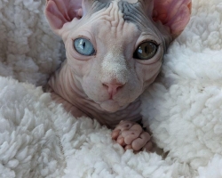 Sphynx kočičky