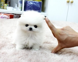 Pomeranian bez Pp