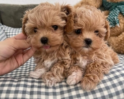 Maltipoo štěňátka