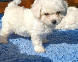 Predám šteniatka bišona bisonik bisonek