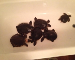 Karetka novoguinejská (Carettochelys insculpta) for sale