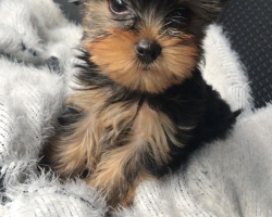 Yorkšírský teriér (Jorkšírský teriér) -krásná štěňátka s PP