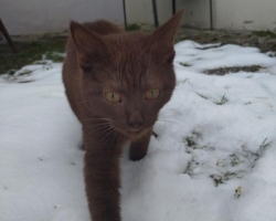 Unikátní čokoládový kocourek