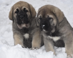 Španělský mastin- nabízíme štěňátka k odběru