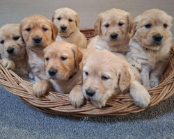 Prodám zlatý retrívr