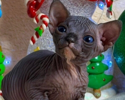 Kanadský sphynx