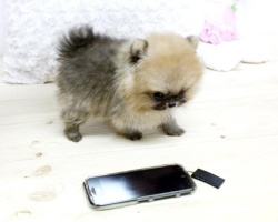 Pomeranian Mini