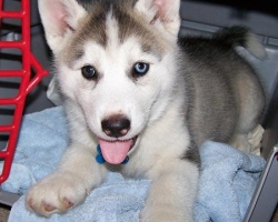 Sibiřští husky štěňata sPP