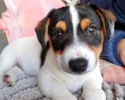 Jack russell terier klučík