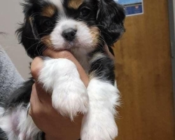 Šteniatka kavaliera king charles spaniela