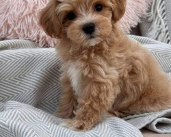 Máme na prodej štěňátka Maltipoo.