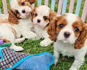 Cavalier King Charles Spaniel