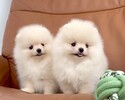 Čistokrevný pomeranian (trpasličí špic)