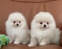 Čistokrevný pomeranian (trpasličí špic)