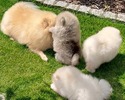 Čistokrevný pomeranian (trpasličí špic)