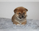 Shiba Inu štěňátka s PP (FCI)
