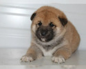 Shiba Inu štěňátka s PP (FCI)